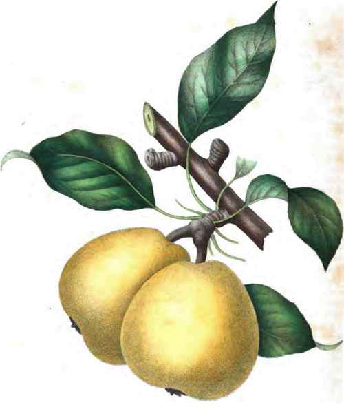 The Ravenswood Pear 160058