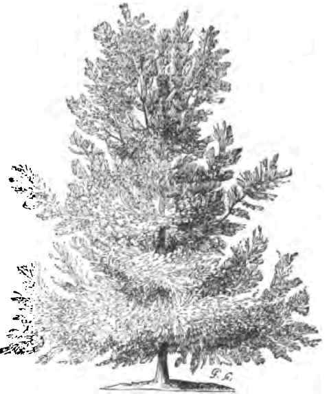 ENGLISH YEW.