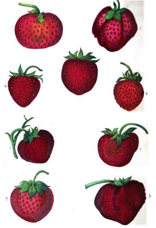 Strawberries. Trollope's Victoria. 2. Vicomte Hericart De Thury.
