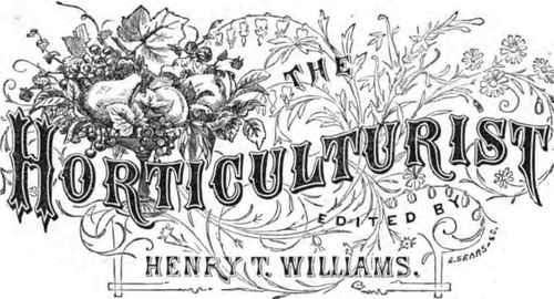 Successful Culture Of Strawberries 280029