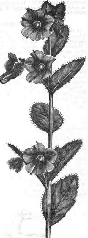 THE TRIGUERA AMBROSIACA.