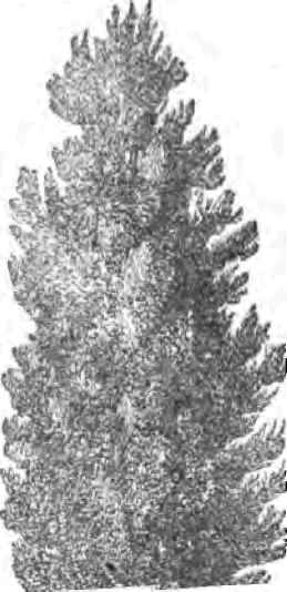 The Arbor Vitaes And Junipers 40051
