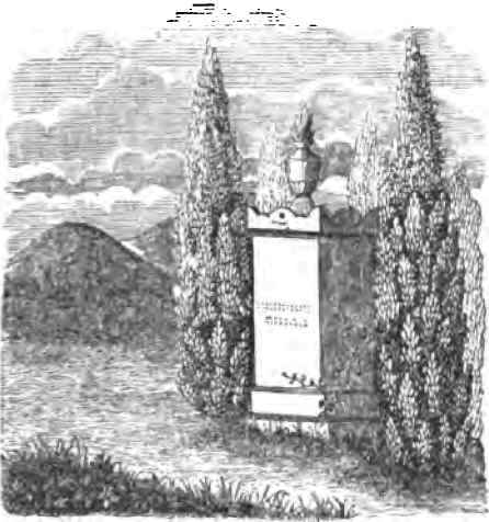 Trees For Rural Cemeteries 40050