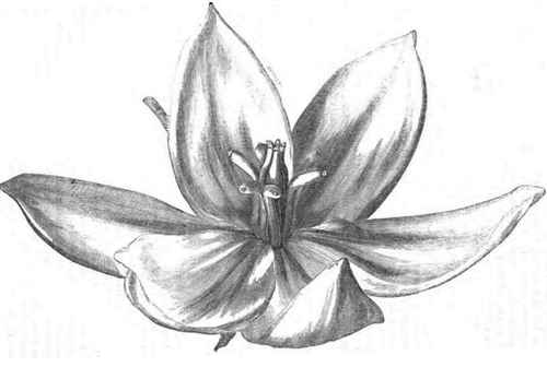 THE FLOWER OF YUCCA FLEXILIS, OF NATURAL SIZE.