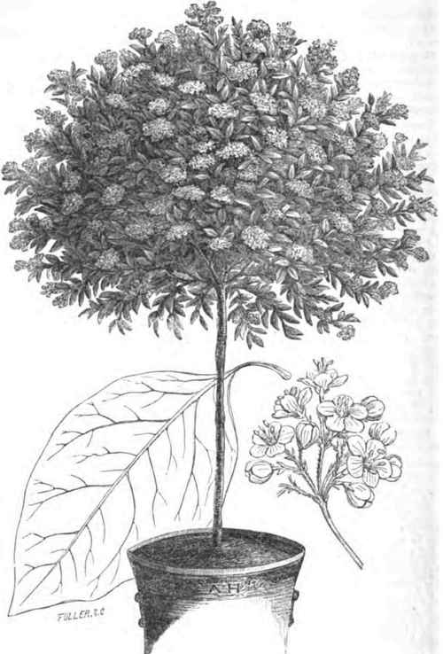 VIBURNUM NITIDUM.