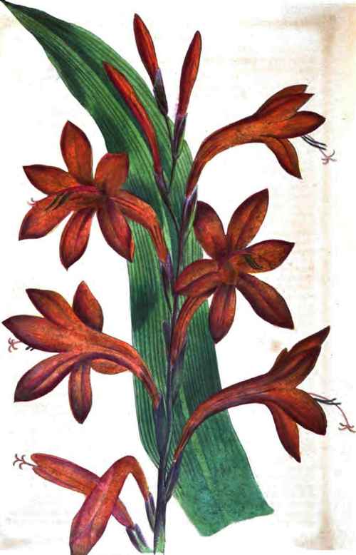 Watsonia Iridifolia Ker Var Fulgens.