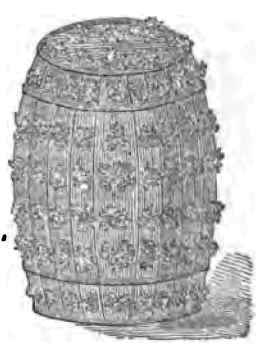 Winter Parsley 50088