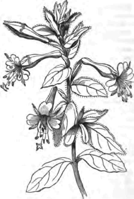 Zauschnebia Californica From The London Horticultu 70036
