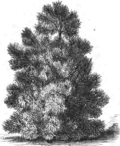 A Rare but Beautiful Pine.