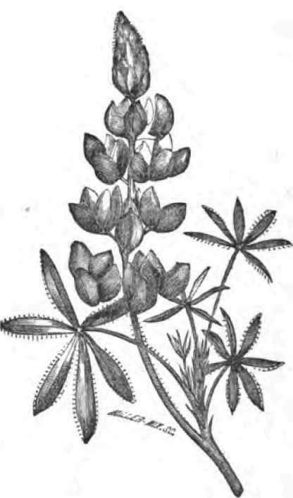 DWARF LUPIN.