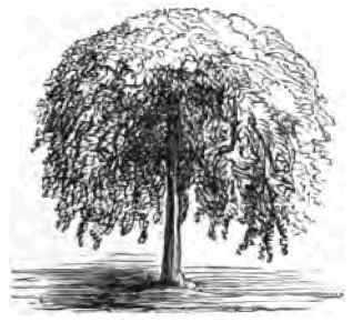 Dwarf Weeping Cherry.