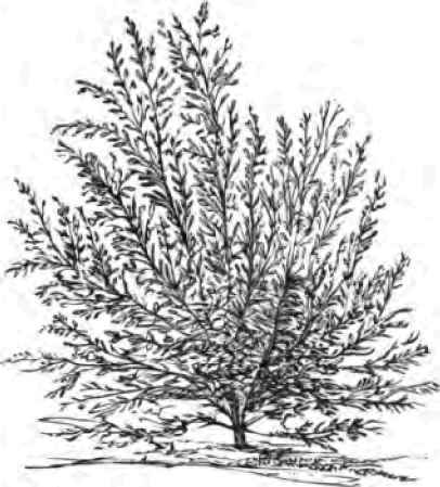 Evergreen Thorn.