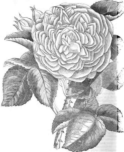 HYBRID PERPETUAL ROSE, EVEQUE DE NIMES.