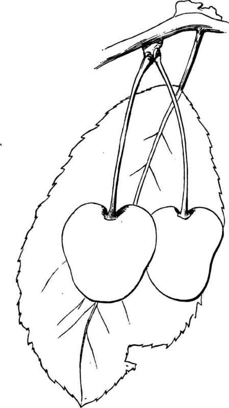 Monstreuse, or Great Bigarreau of Mezel.