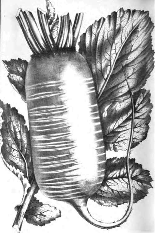 RADISH ROSE DE CHINE.