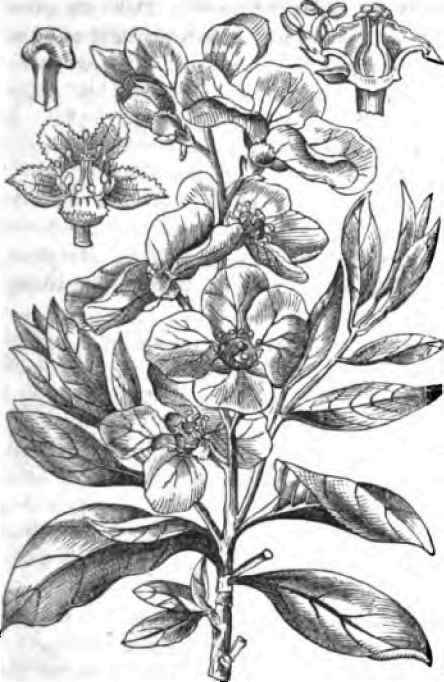 Spiraea Grandiflora 50087