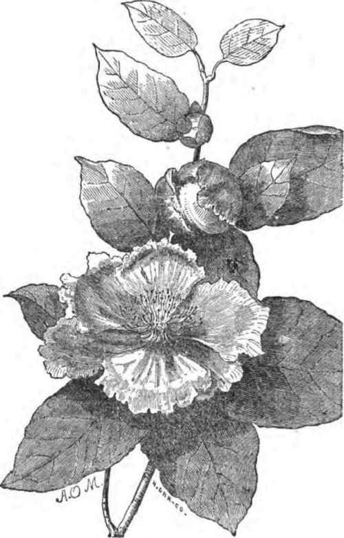 Stuartia Pentagynia.