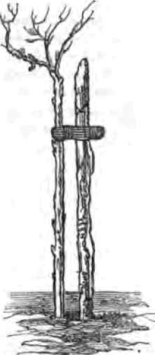 Bulbs Produced By Old Bulb Scales 130096