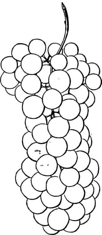 CLINTON GRAPE.