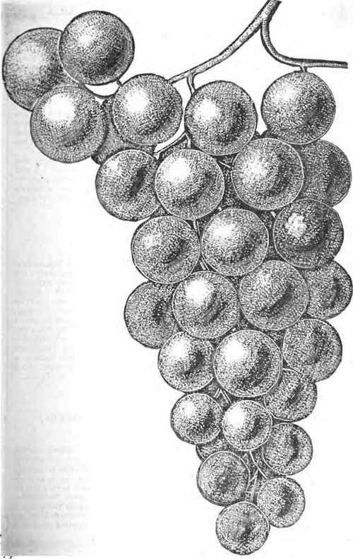 Can Pears Be Profitably Grown For Market 140017