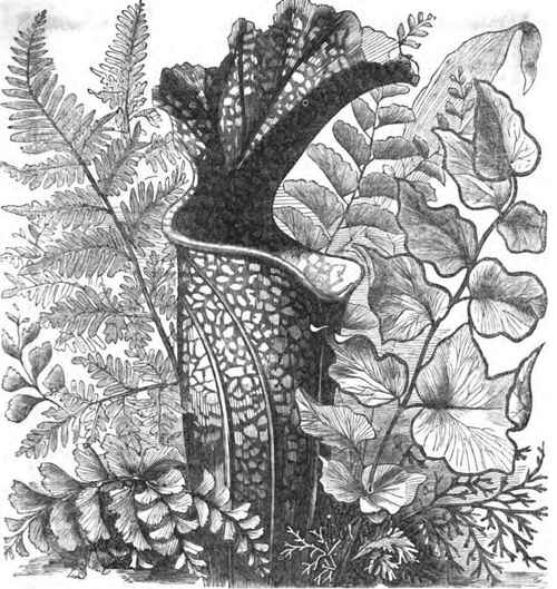 Pterin argentea   Adiantum fonnosuta. Sarracenia Drummondl.