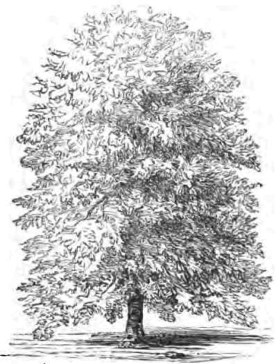 American Beech.