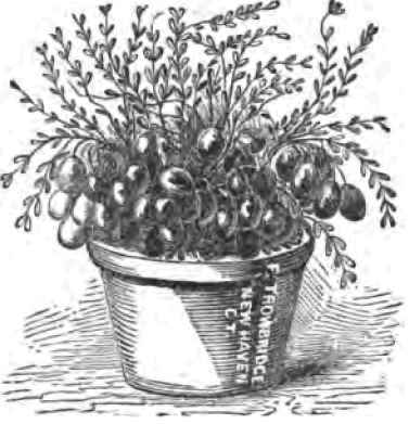 Cranberry Culture 130025