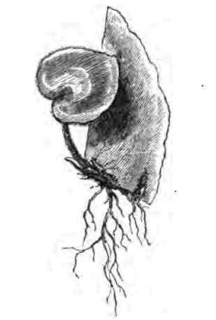 Cuttings Of The Leaves 2200111