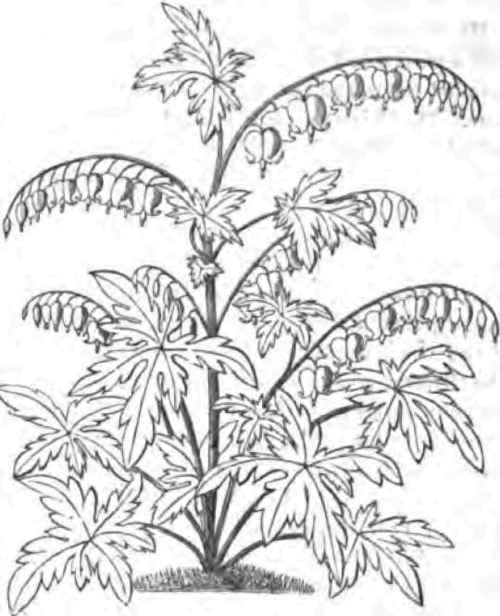 DIELYTRA SPECTABILIS.