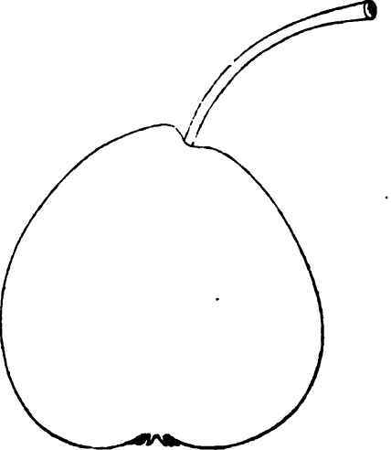 DOYENNE D'ETE PEAR.