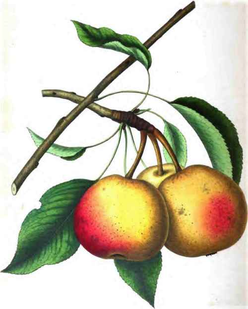 Doyenne D'ete Pear.