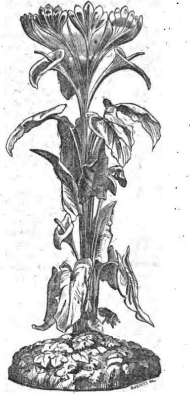CULTURE OF THE TROPCEOLUM TRICOLOR.