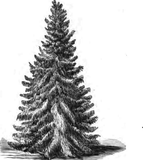 The American White Spruce.