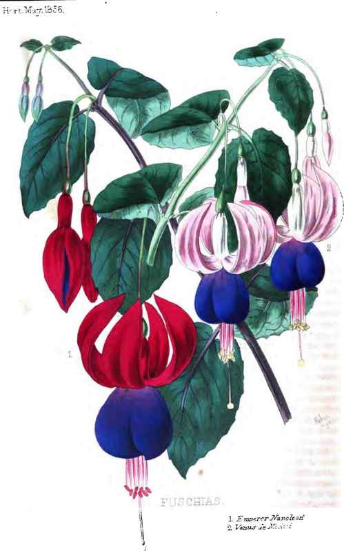 Fuchsias, Emperor Napoleon (Banks), And Tonus De Medci