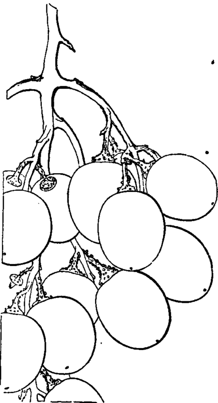 GOLDEN HAMBURG GRAPE.