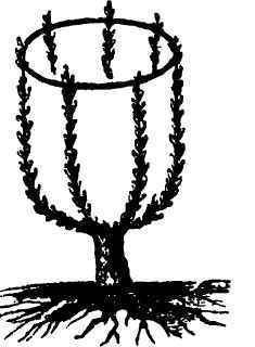 Golden Hamburgh Grape 1400132