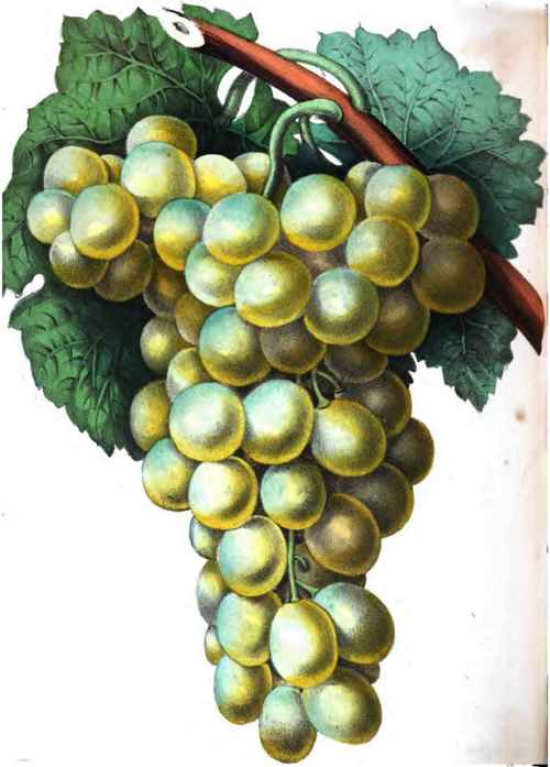 Golden Hamburgh Grape