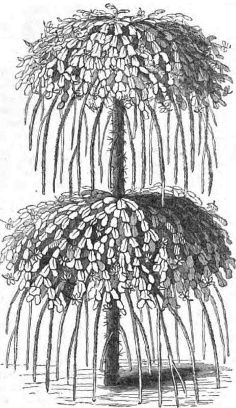 Grafting The Cactus Tribe 11009