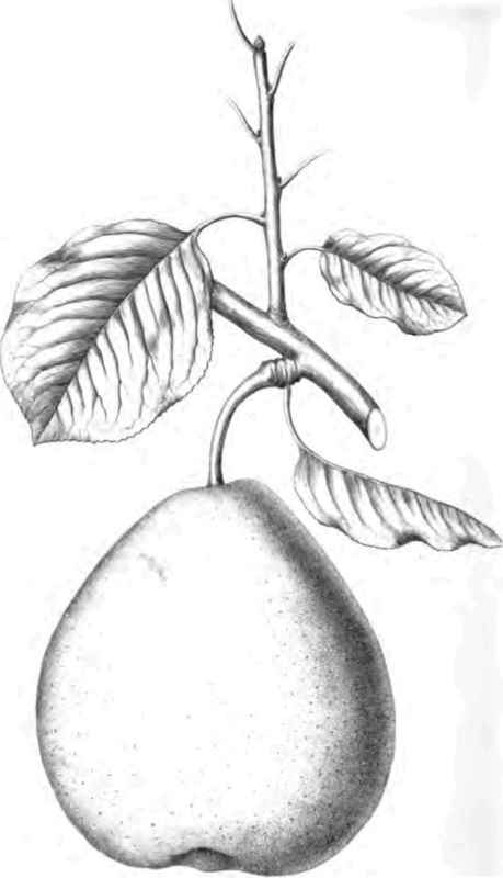 HOWELL PEAR.
