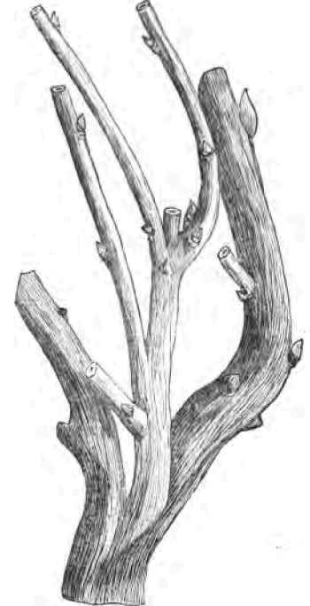 New Mode Of Grafting The Vine From The Gardener s  220093