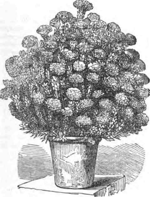 The Genus Kalosanthes 40072