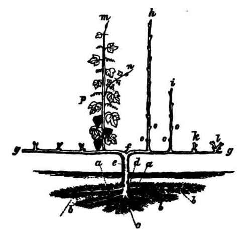 Engraving, showing the principal parts of the vine.