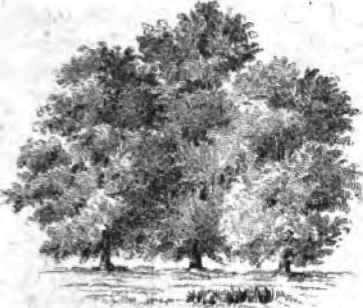 Grouping Trees 120019