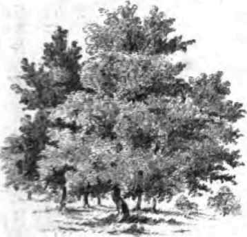 Grouping Trees 120021