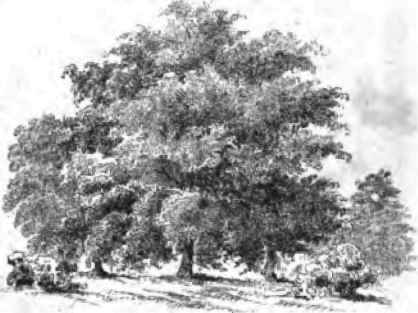 Grouping Trees 120022