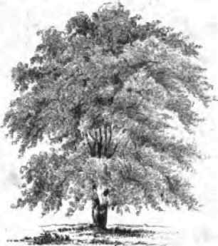 Grouping Trees 120024