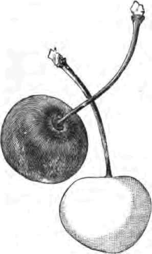 Hensel s Early Seedling Cherry 2200128