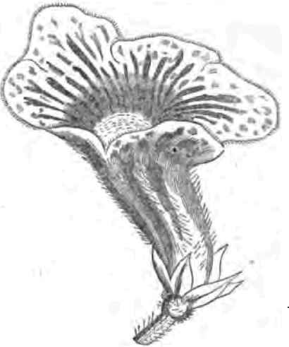 How To Treat Plants Which Have Been Dried 0p As Or 110067