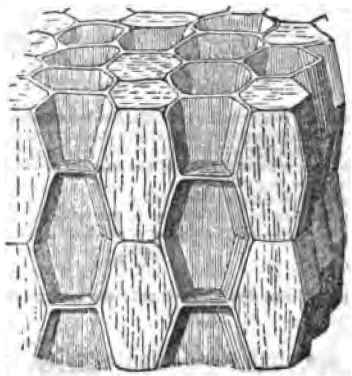 One cell, like these of Fig. 14, detached.
