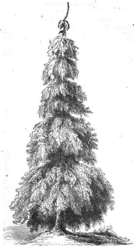 PINUs STROBUs PENDULA.